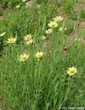Tragopogon dubius 